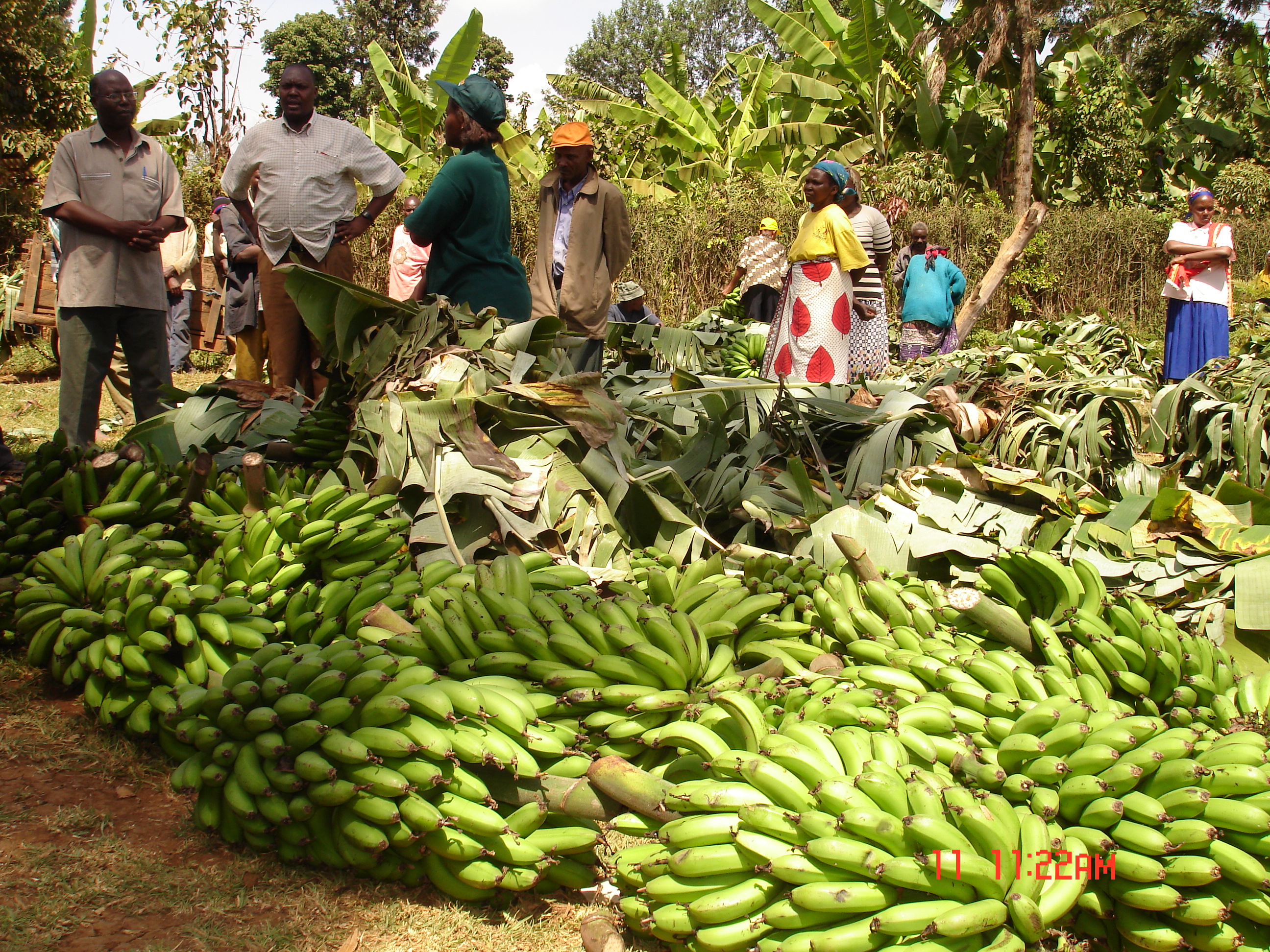 Banana Agriculture